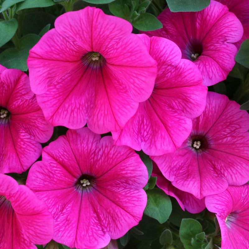 Ripppetuuniad Vesneri Aed